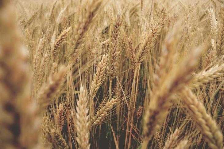 400-летние сорта пшеницы не уступают по качеству современным