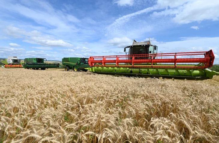Московская область признана российским лидером в селекции озимой пшеницы
