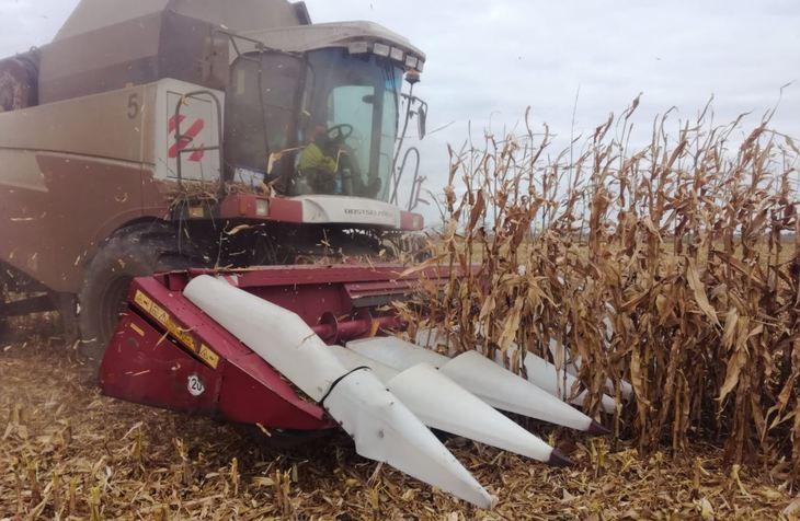 Соя и кукуруза в Ставропольском крае: чем запомнится сезон 2021