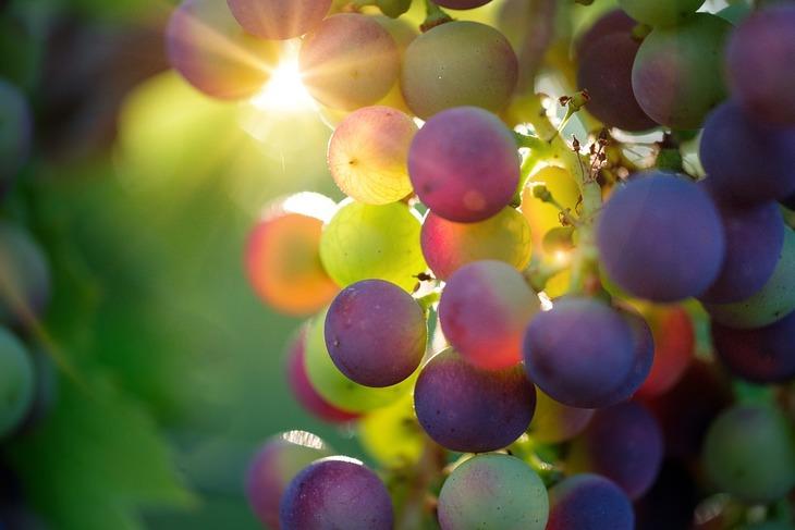 Краснодарский край получит дополнительное финансирование на виноградарство