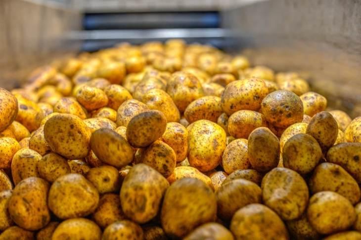 Какие сорта картофеля в Подмосковье помогли перевыполнить план по урожаю в неблагоприятный год
