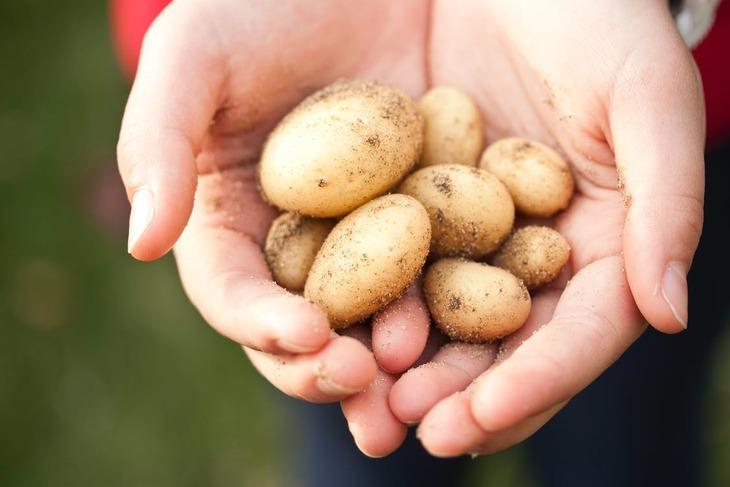 Рассада или клубни: «за и «против» выращивания картофеля с помощью семян