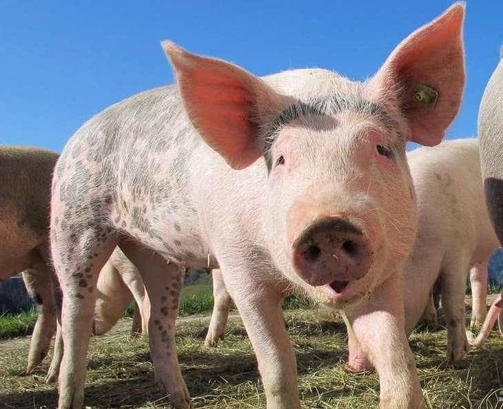 использование  соевого шрота в свиноводстве: мировую торговлю кормовыми добавками ждут потрясения