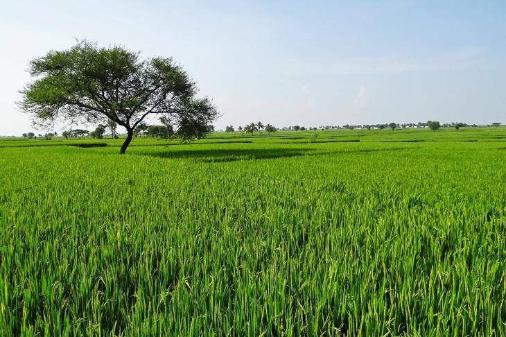Зеленый навоз помогает справиться с дефицитом азотных удобрений в Индии