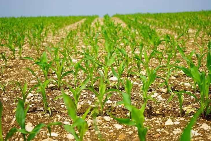 В Аргентине к старту кукурузной кампании 2022 подгадали новый гербицид